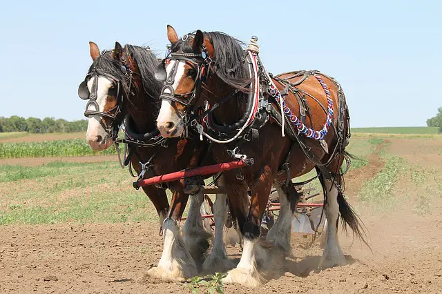 Harnessed Clydesdales 