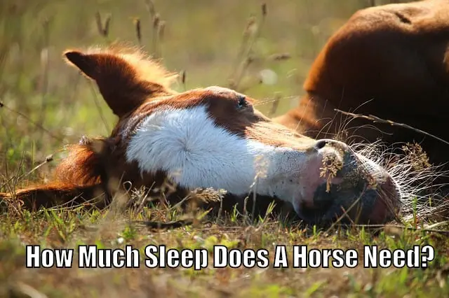 horse sleeping