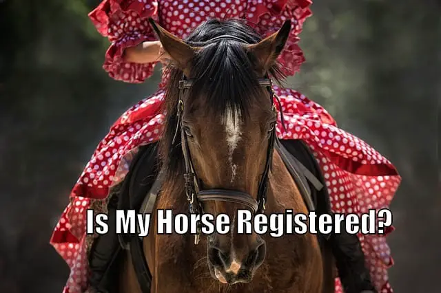 Identifying Thoroughbreds  The Horse