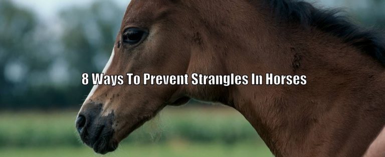 8 Ways To Prevent Strangles In Horses – Horse Faq’s