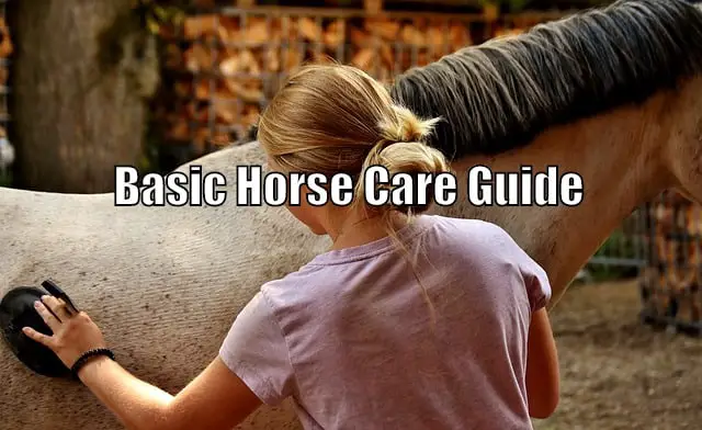 general horse care