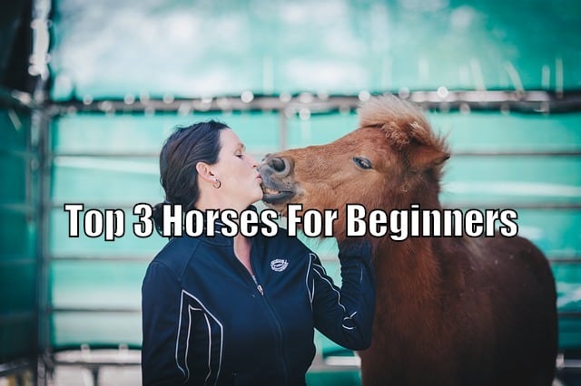 horses for beginners