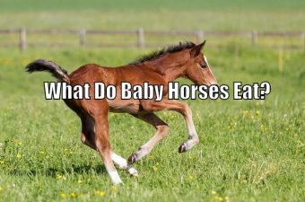 What Do Baby Horses Eat? – Horse FAQ’s