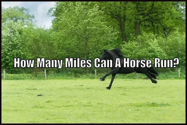 horse galloping 