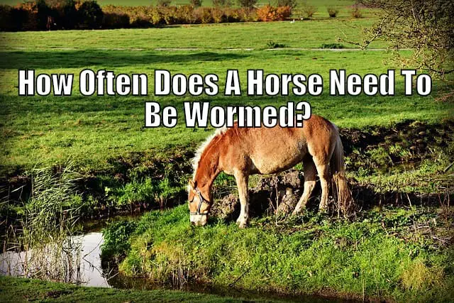 worming a horse when