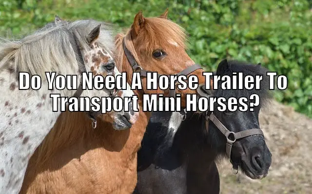 mini horses