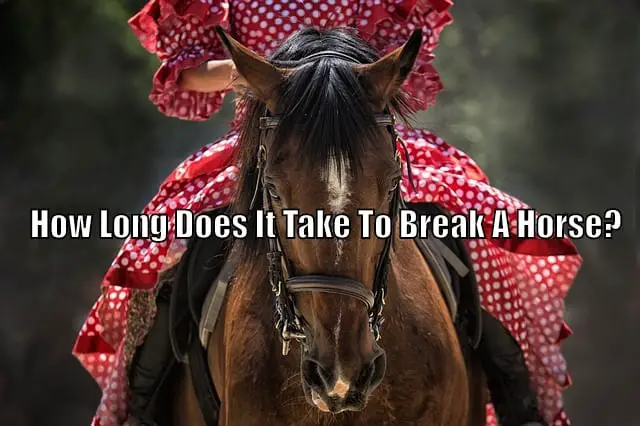 how-long-does-it-take-to-break-a-horse-horse-faq-s