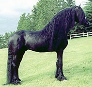 Friesian