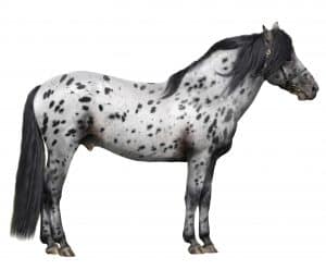 appaloosa