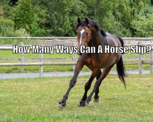 How many ways can a horse slip? (Horse Safety) – Horse FAQ’s