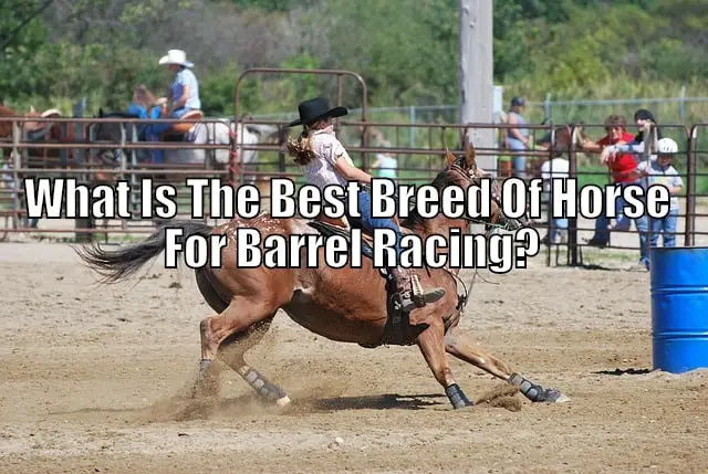 best barrel horse breed
