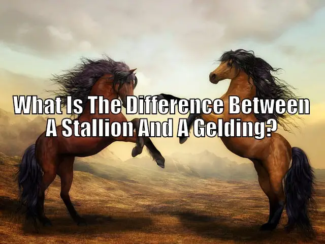 stallion vs gelding