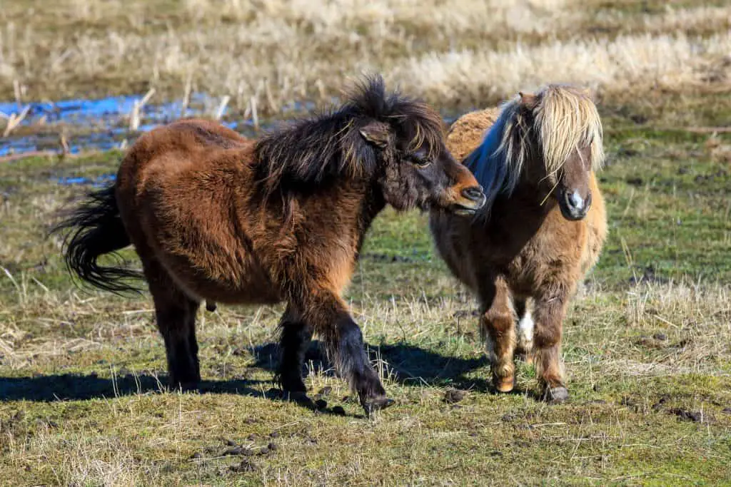 two minnies ready for breeding