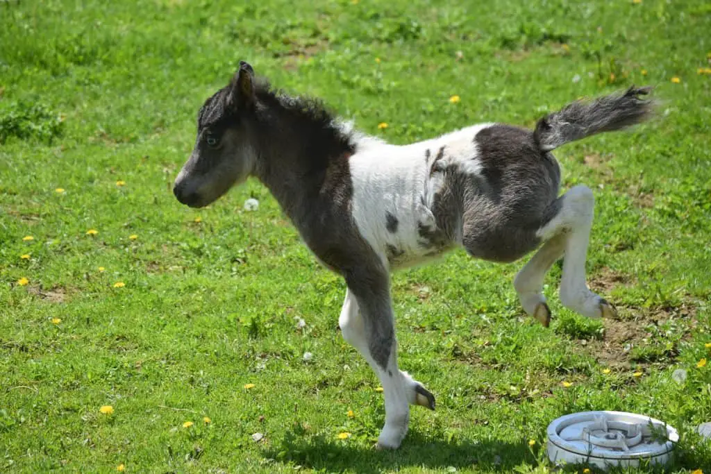 Mini Horse Kicking