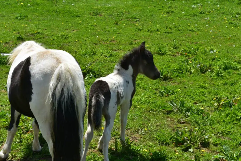 Mini Foal Weaning From Mare
