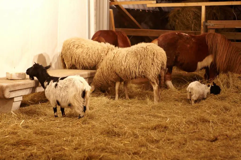 mini horse with goat sheep