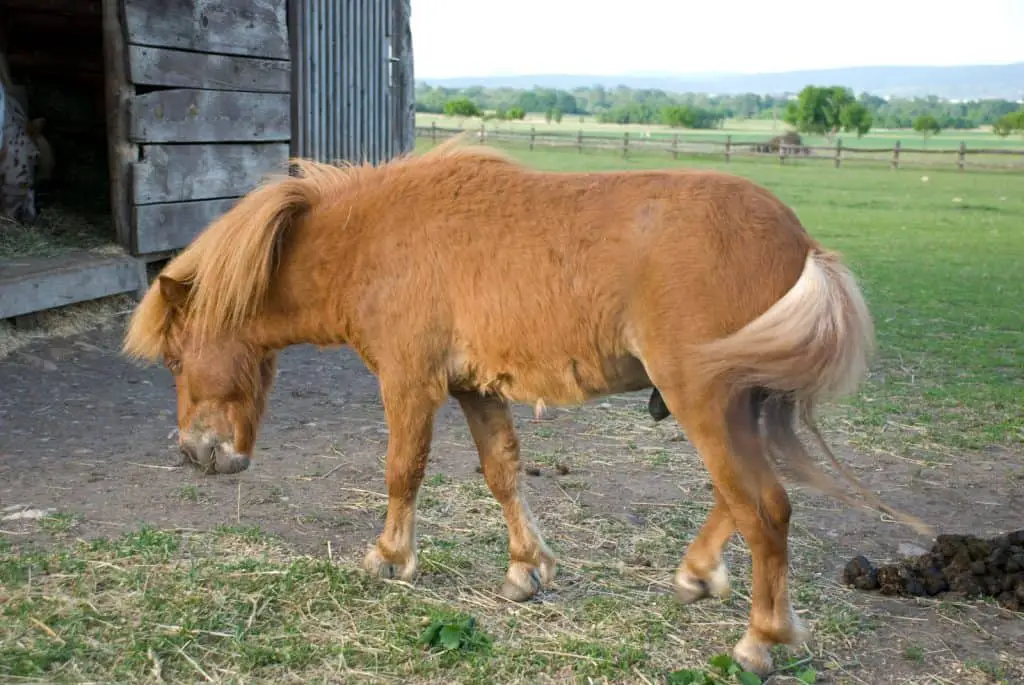 mini pooping 