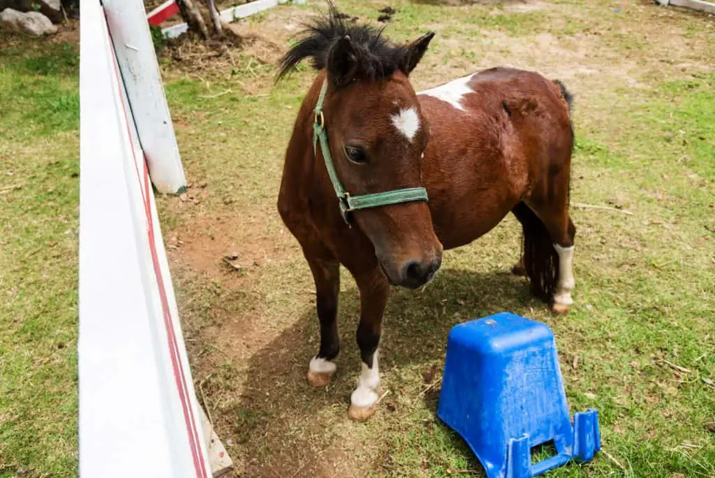 mini horse eating sweet feed