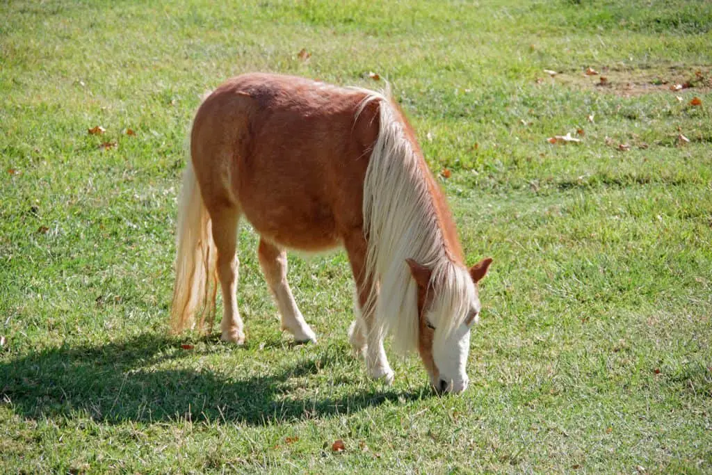 mini horse in backyard