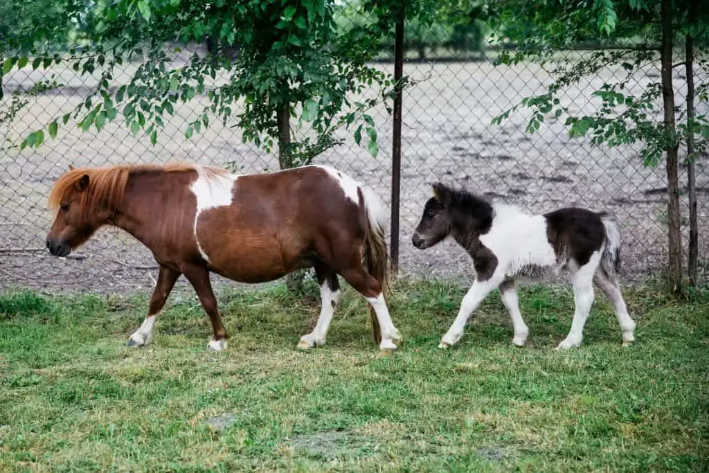 mini horses in city limits