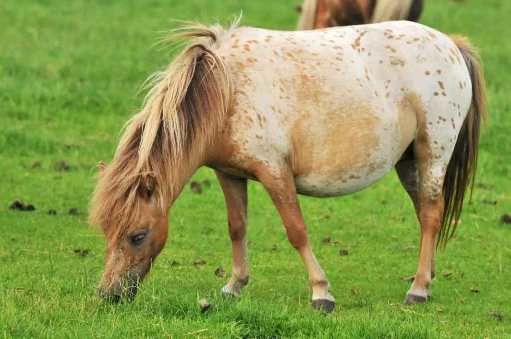 mini horse eating oats and hay