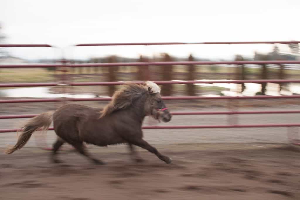 a mini exercising in full gallop