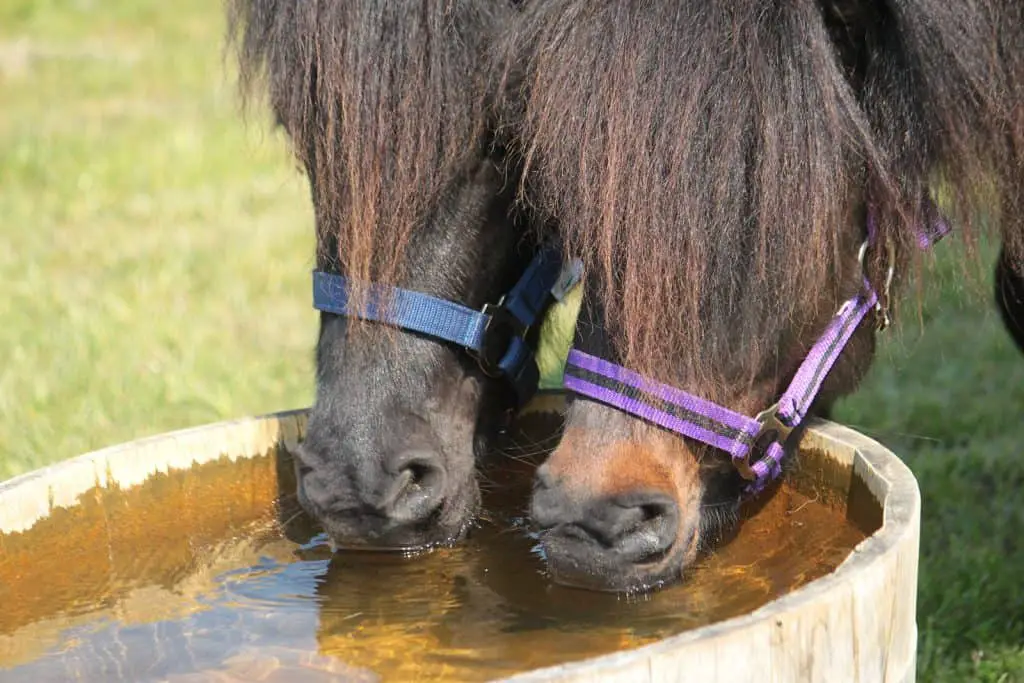 Mini Horse Drinking Water