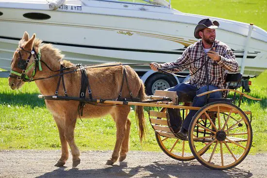 offspring of mini donkey and mini horse