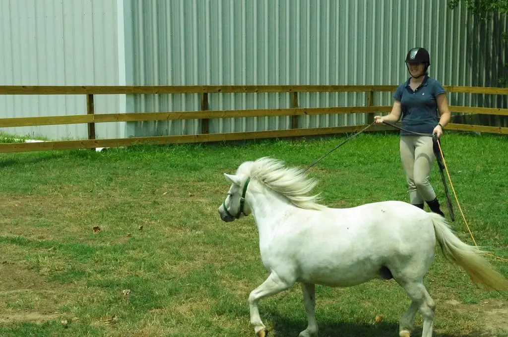 Lunging A Mini Horse