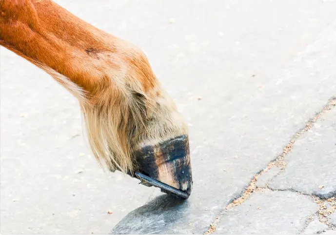 mini horse hoof being trimmed