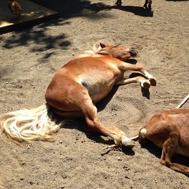 mini horse laying down