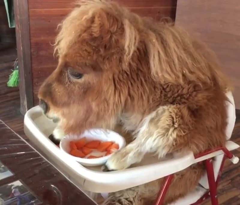 mini horse eating carrots