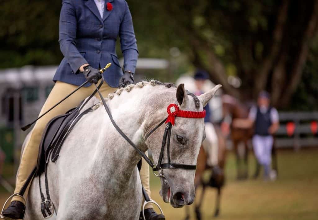 horse show horse