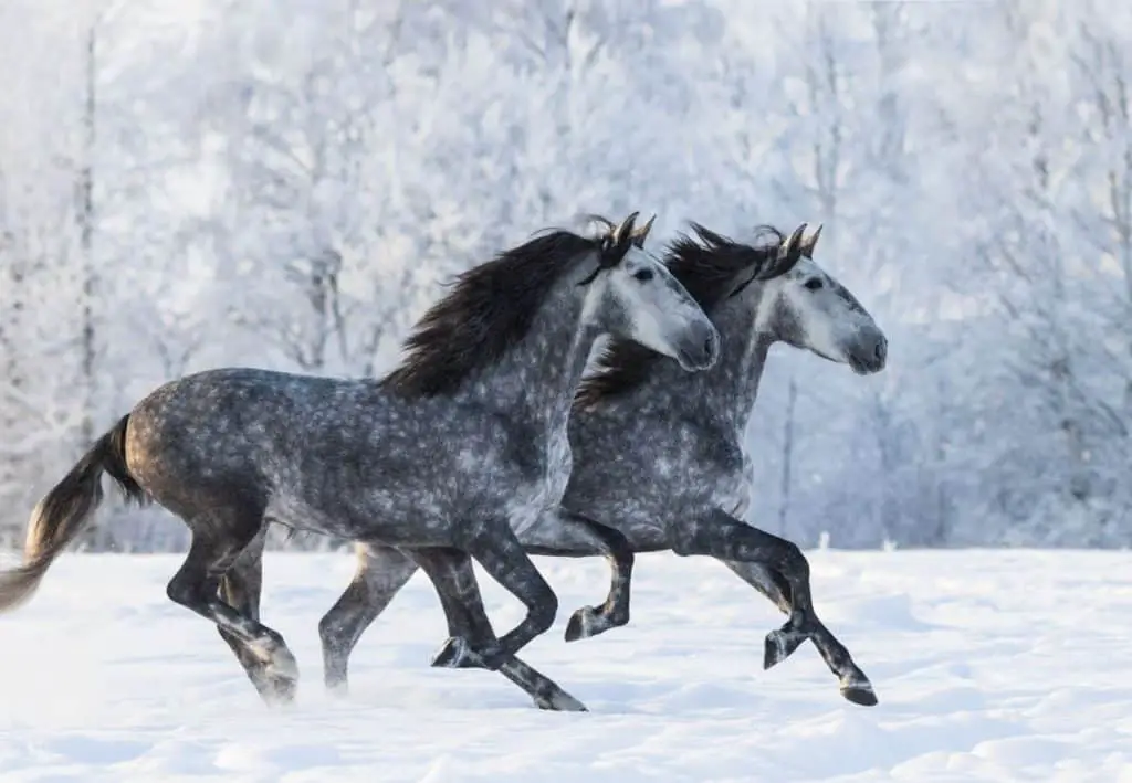 Grey and dapple grey horses