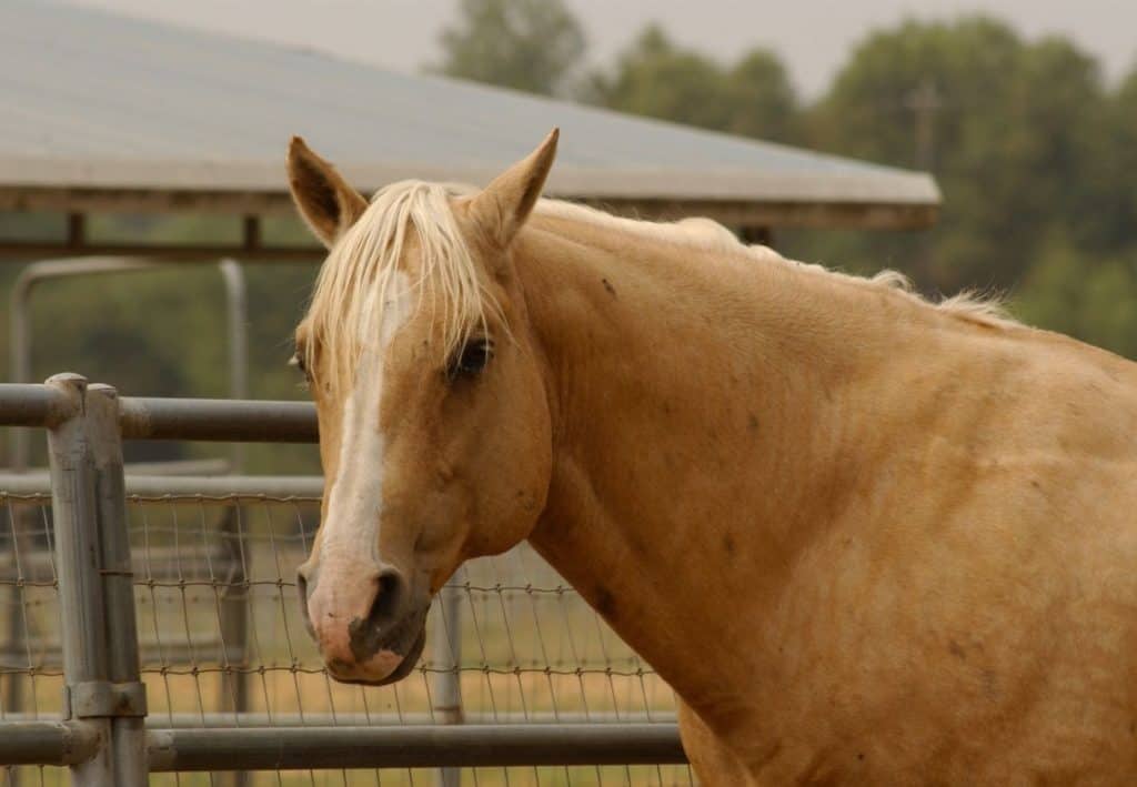 palomino horse named goldie 