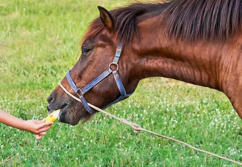 horse eating banana