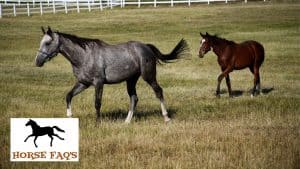 Top Grey Horse Names (Grey And Dapple Grey Horse Names) – Horse FAQ’s