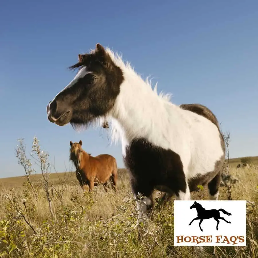 black and white horse with name