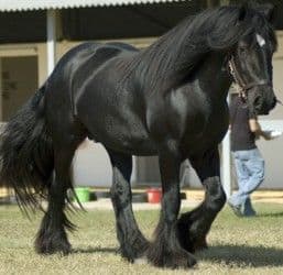 Black-Shire-Horse