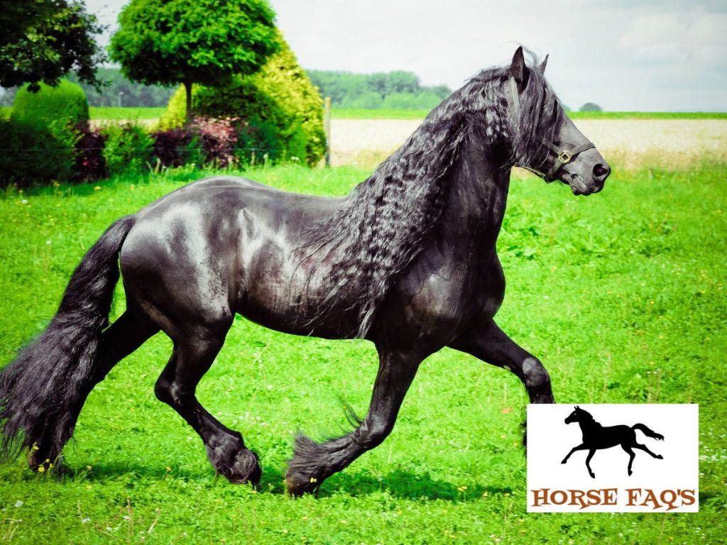 Friesan Horse 