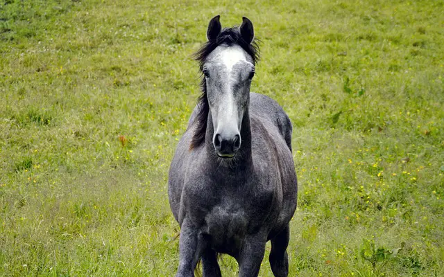 Roan Horse